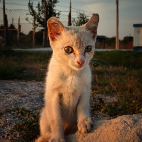 Залезно по Котешки