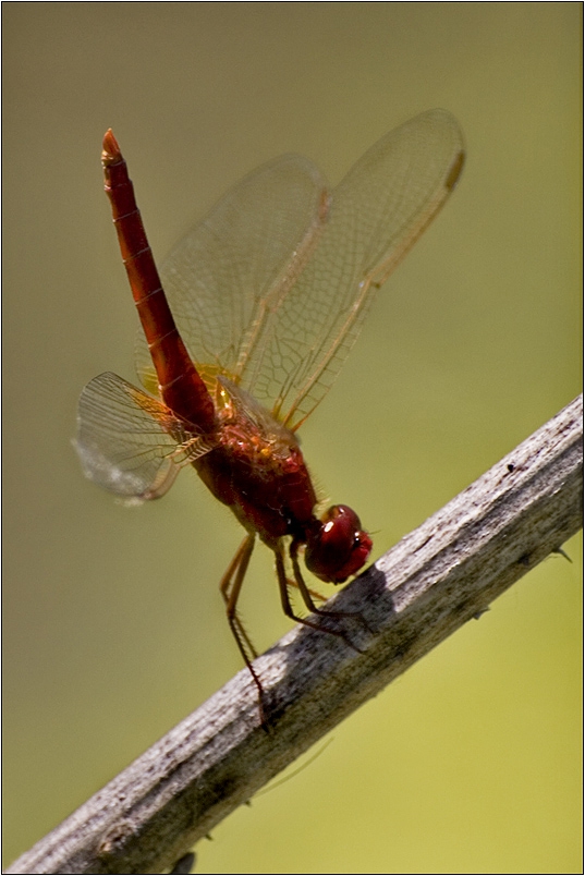 Crocothemis erythraea