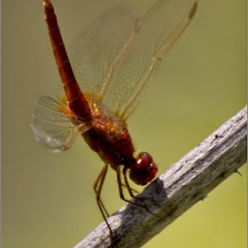 Crocothemis erythraea