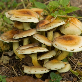 Hypholoma fasciculare - отровна пънчушка