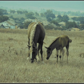 Horses