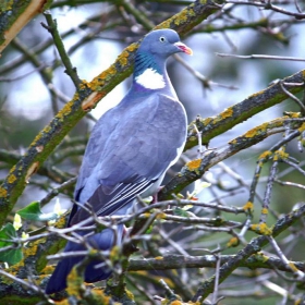 Гривяк(Columba palumbus)