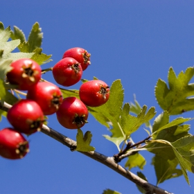 Обикновен глог (Crataegus monogyna)