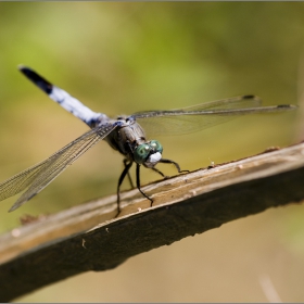 Orthetrum brunneum