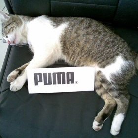 Puma