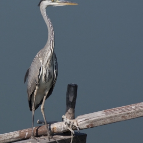 Сива чапла (Ardea cinerea).