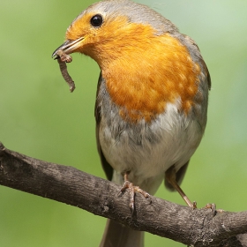  Червеношийка /Erithacus rubecula/.