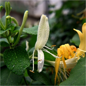 Лоницера, орлови нокти  -  Lonicera japonica (Madreselva japonesa)