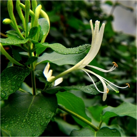 Лоницера, орлови нокти  -  Lonicera japonica (Madreselva japonesa)