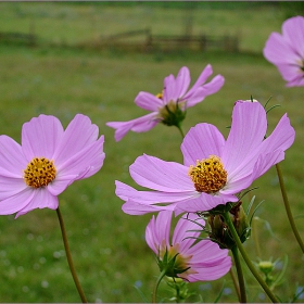 flowers...