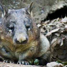 a wombat