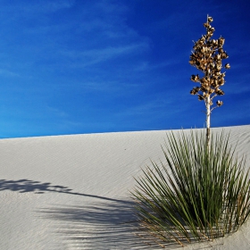 White sands