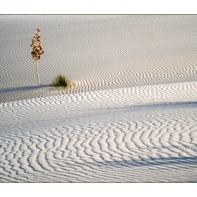 White sands (2)