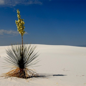 White sands (3)