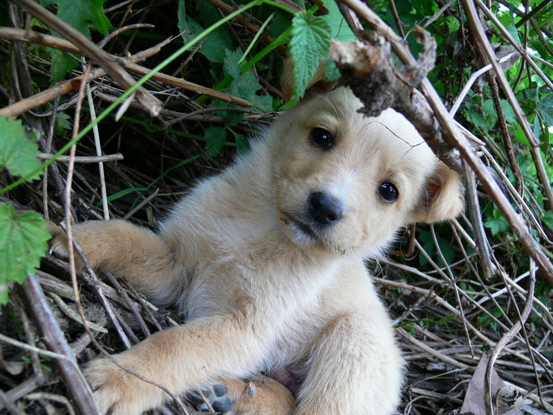 Доги :)