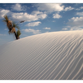 White sands (4)