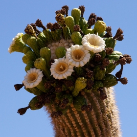 Organ Pipe Cactus