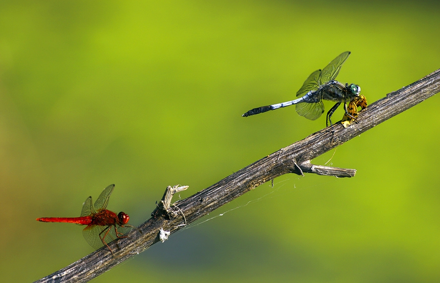 Синия пак налапа пеперудка ....Есенно червениче  Sympetrum vulgatum - Linnaeus 1758 и Бяловърхо синилниче Orthetrum albistylum - Selys 1848