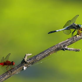 Синия пак налапа пеперудка ....Есенно червениче  Sympetrum vulgatum - Linnaeus 1758 и Бяловърхо синилниче Orthetrum albistylum - Selys 1848