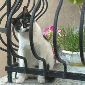 Just a cat