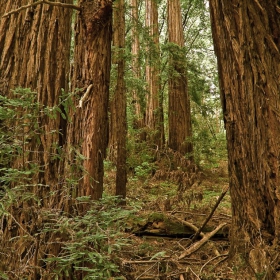 Една добра гора (Muir Woods - Redwood Sequoia)