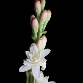 Polianthes tuberosa  -  Nardo