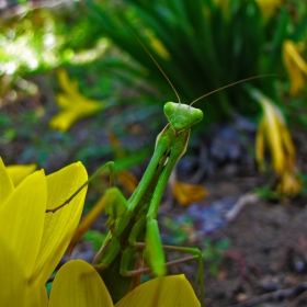 Само да те докопам...    (Богомолка -Mantis religiosa)