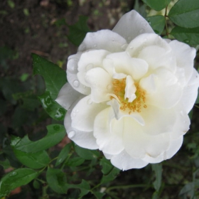 White rose