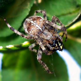  Паяк кръстоносец / Araneus diadematus