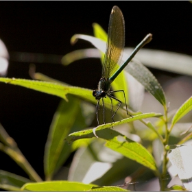 Calopteryx virgo