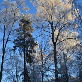 Ледена гора