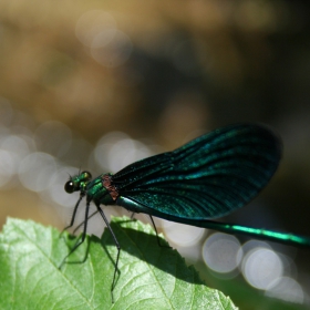 dragon fly