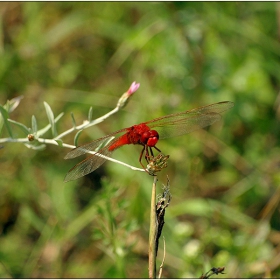 Crocothemis erythraea