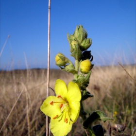Лопен ( Verbascum densiflorum )