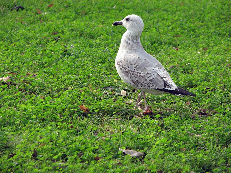 Larus argentatus