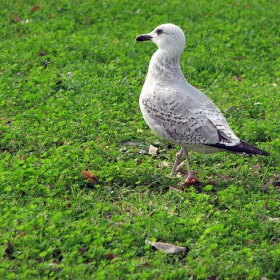 Larus argentatus