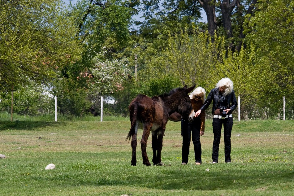 фотограф, модел и едно магаре