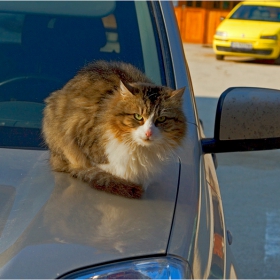 Манастирските котки....