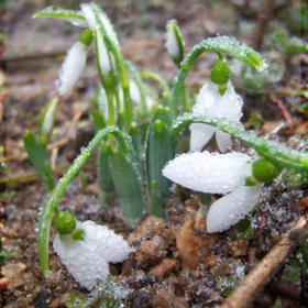 frozen beauty