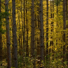 golden forest