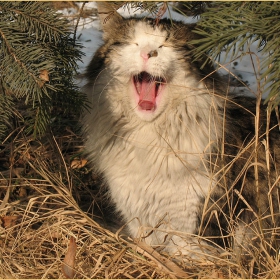 Поздрав за всички, които не обичат котки ;).