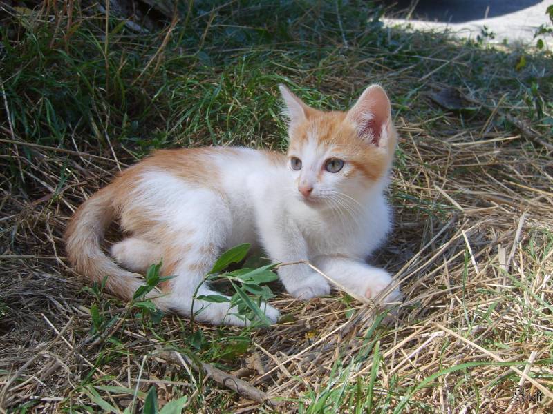 Cute kitty :P