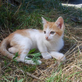 Cute kitty :P