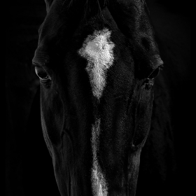 Horse in Black and White