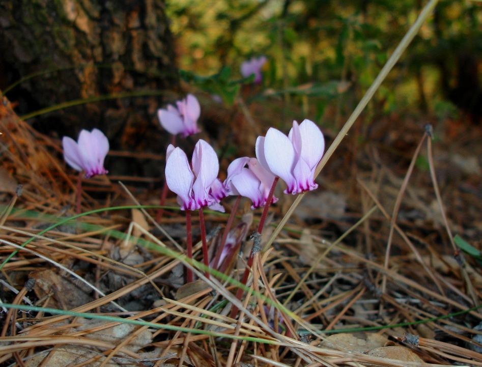 Cyclamen hederifolium
