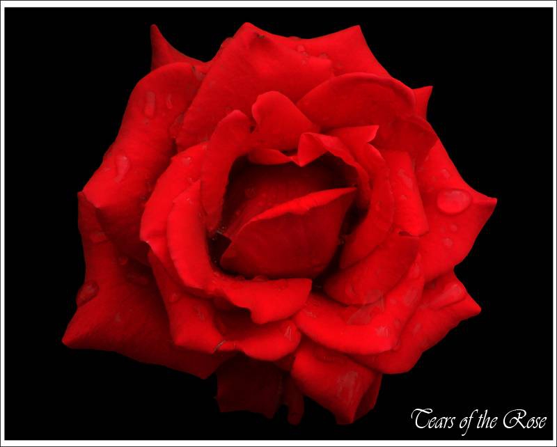 Tears of the Rose