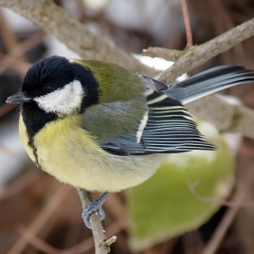 Parus major - Голям синигер