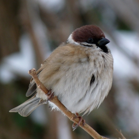 Passer domesticus