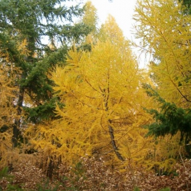 есен
