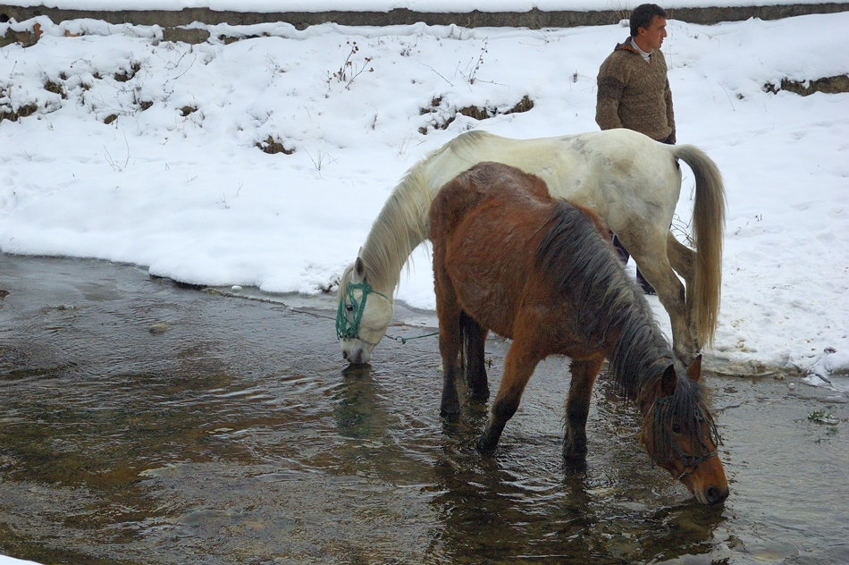 Млади кончета пия вода...